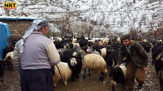 ژیانی گوندنشینانی دەڤەری ڕاپەڕین